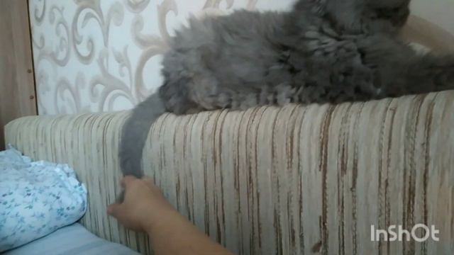Приёмный кот Маркиз и принцесса Боня. смотреть онлайн