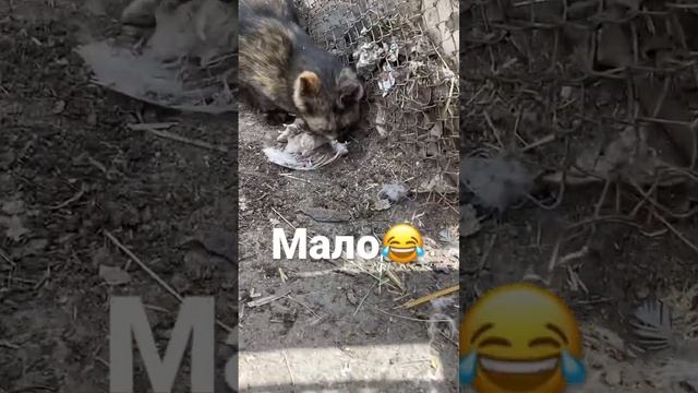 #реки #котята #2022 #котейка #топ #приколы #кошкивидео #кошки #кошкирулят #cat #cats #котенок смотреть онлайн