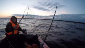 Рыбалка на Ладоге | Ловля судака на троллинг