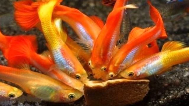 СЕКРЕТЫ КОРМЛЕНИЯ ГУППИ смотреть онлайн
