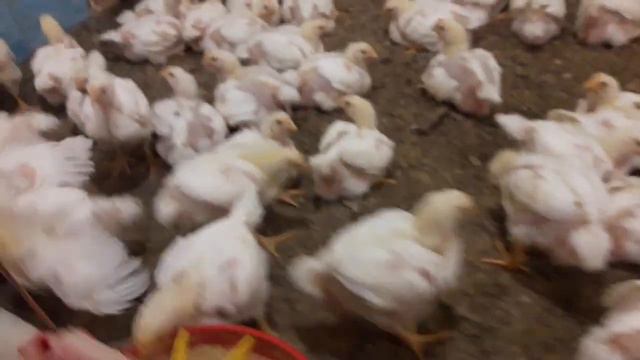 Бройлер. 21 день. смотреть онлайн