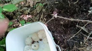 гриб который убивает рак-Весёлка.Где и когда искать гриб Весёлка.Веселка от рака.Гриб Весёлка гриб.