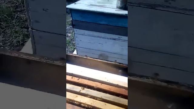 Как спасти матку с горстью пчел.... смотреть онлайн