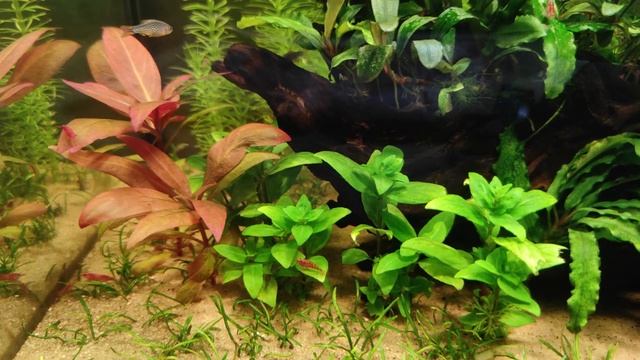 Аквариум 44х23х32. Обзор. смотреть онлайн