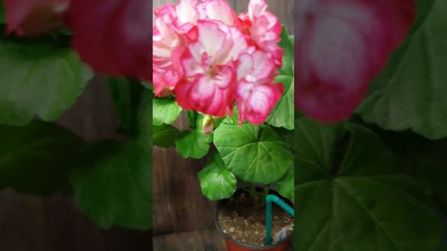 프린세스 산드라 #제라늄 #pelargonium смотреть онлайн