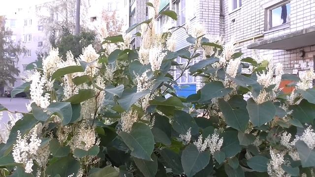 Красивые осенние цветы. Beautiful autumn flowers. смотреть онлайн