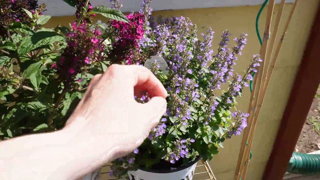 In My Garden Girlie Era 🌱👩🌾🌿 | learning how to garden смотреть онлайн