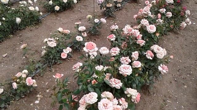 роза поэзия чайно-гибридная, питомник роз полины козловой, rozarium.biz смотреть онлайн