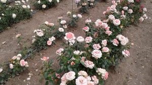 роза поэзия чайно-гибридная, питомник роз полины козловой, rozarium.biz