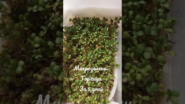 Микрозелень горчица смотреть онлайн