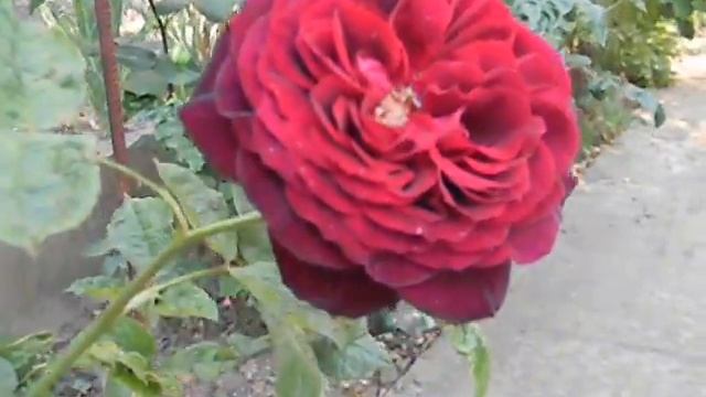 Роза из моего сада Astrid Grafin von Hardenberg DSCN4730 смотреть онлайн