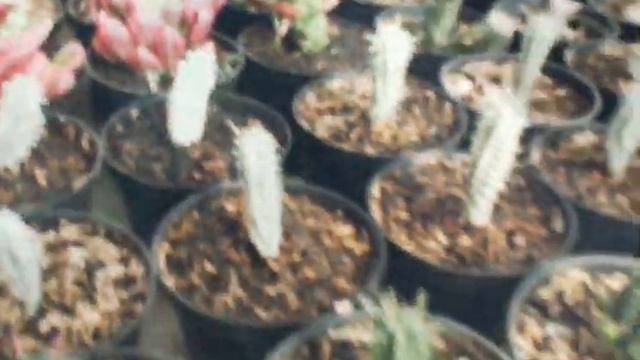 macam jenis sukulen agave cactus di greenhouse ulen_sukulen смотреть онлайн