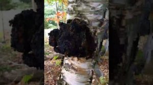 Сбор и заготовка берёзовой чаги #чага гриб чага