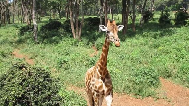 Nairobi and Mombasa Kenya - Найробі та Момбаса Кенія смотреть онлайн