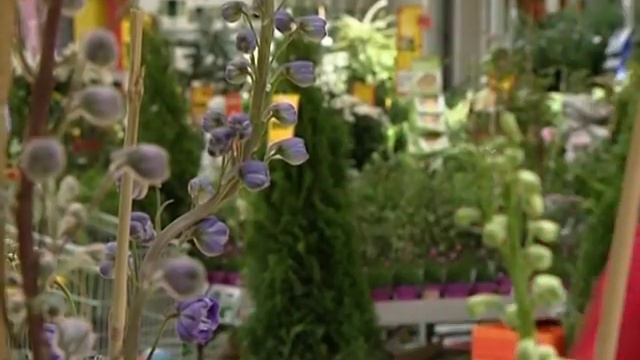Кристалон смотреть онлайн