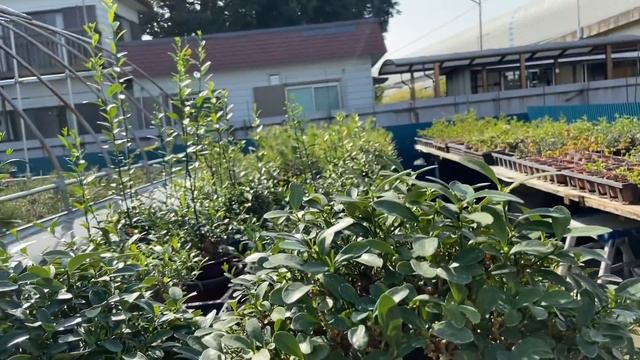 五葉松盆栽更に小さく・枝が沢山出来る方法金豆盆栽・サンザシ盆栽挿し木25本で成功1本・やじま園@tane.bonsai смотреть онлайн