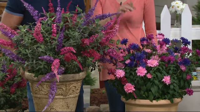 Cottage Farms 2-piece Tricolor Monarda Collection on QVC смотреть онлайн