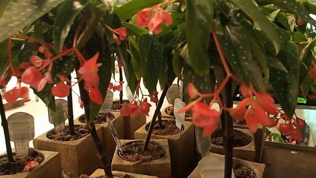 Begonia maculata 'Tamaya' смотреть онлайн