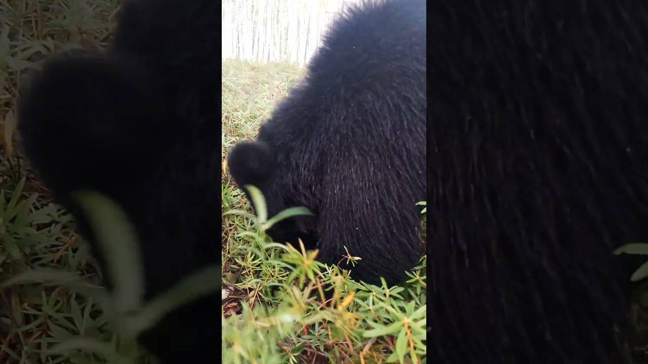 Любят девчонки пугаться. #медведь #bear смотреть онлайн