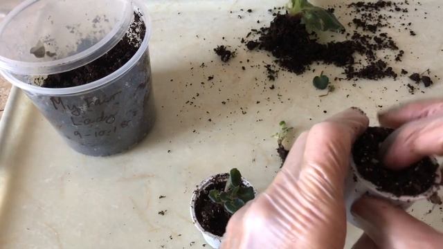 Как выживают ФИАЛКИ смотреть онлайн