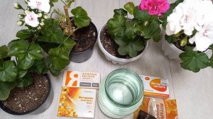 2 подкормки для Герани, чтобы листья стали зелеными, для цветения и здоровья всех цветов