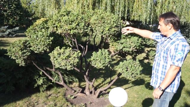 Ниваки из лиственных смотреть онлайн