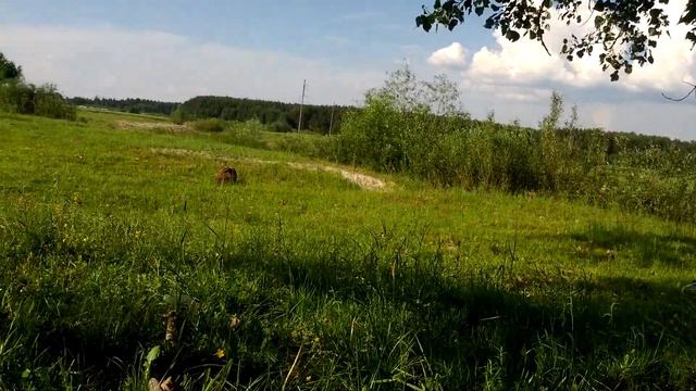 Природа в Дятловичах смотреть онлайн