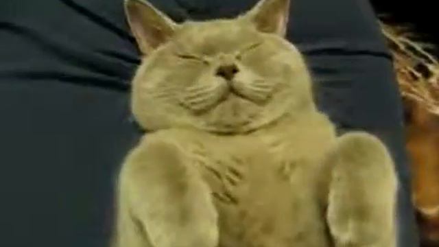 Кошка спит! смотреть онлайн