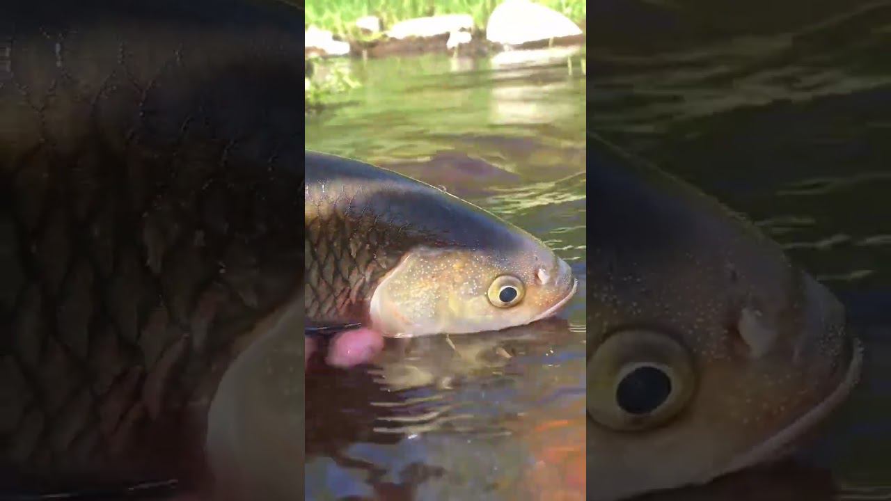 Ушел шершавый! #голавль #поймалотпусти #рыбалка смотреть онлайн