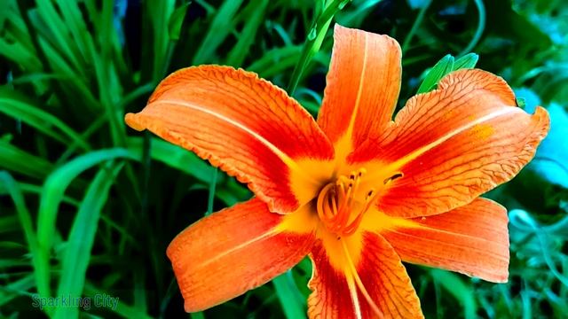 Художественная красота очаровательных оранжевых лилий!!! Ланцетолистная (тигровая) лилия!!! смотреть онлайн