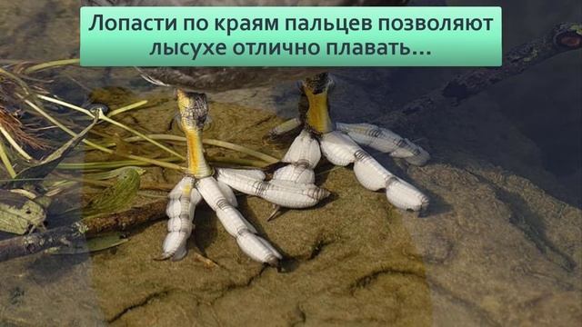 Лысуха: Моногамная птица с необычными лапами, которую путают с уткой смотреть онлайн