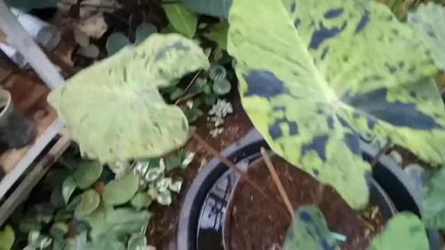 colocasia mojito смотреть онлайн