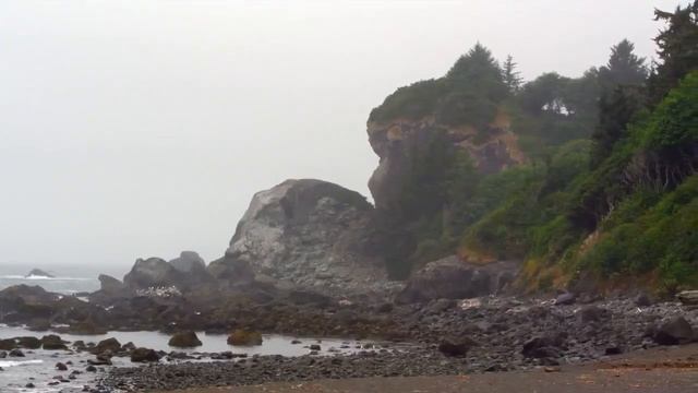 Природа национального парка «Редвуд» – 4К HD смотреть онлайн