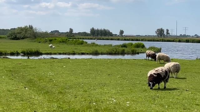 Уборка. Сломали пылесос? Домашние вареники. Голландская глубинка. Библиотека #PixelsOfLife смотреть онлайн