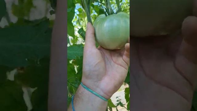 Томат Семейное счастье от Уральский дачник смотреть онлайн