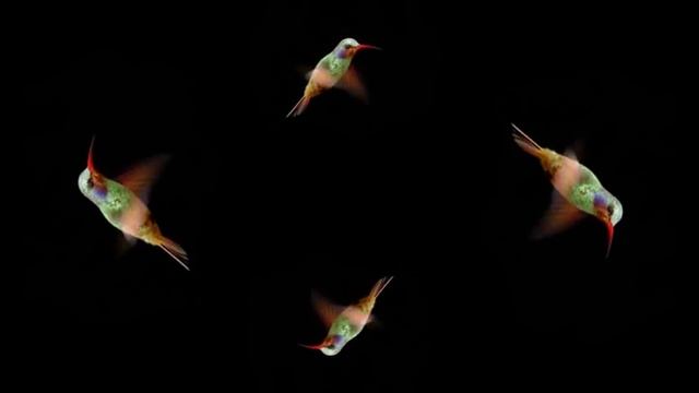 Hummingbird, HoloQuad 3D Holographic Mobile Cell Phone Hologram Videos MMD