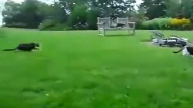 кот охотиться за котом