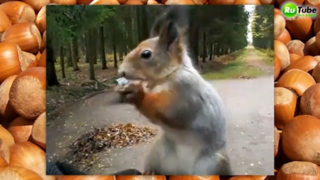 Чумовые белки смотреть онлайн