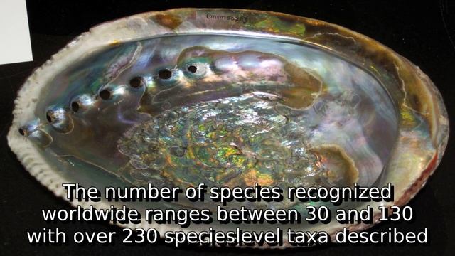 Learn about abalone | what is abalone смотреть онлайн