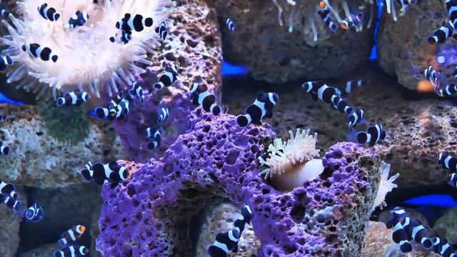 Музыка для исцеления всех болей тела, души и духа • Успокаивающая ум, расслабляющая музыка смотреть онлайн