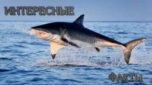 Подводный мир. Акулы.