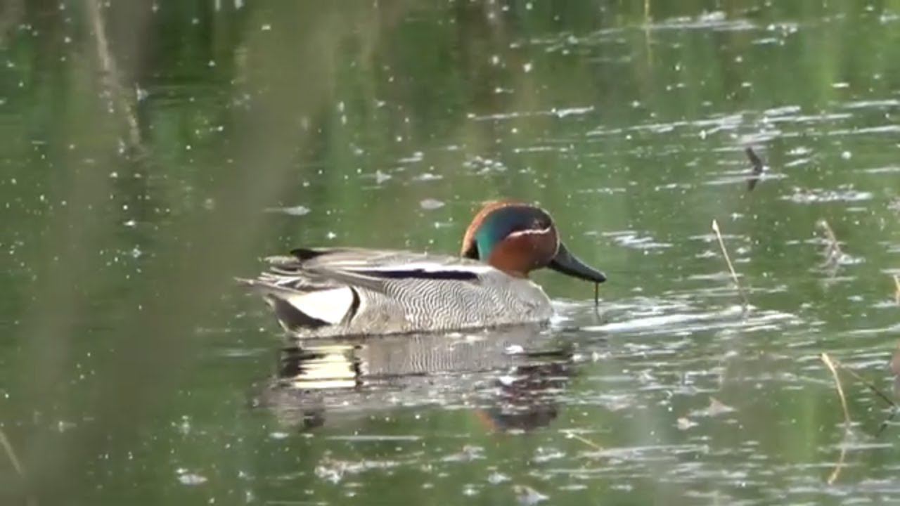 Чирок-свистунок \ Anas crecca смотреть онлайн