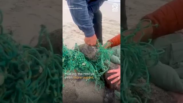 Brave heroes rescue seals tangled in net смотреть онлайн