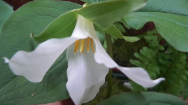 Trillium Plants - Varieties and How to Grow Them смотреть онлайн