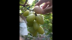 виноград сорт Тянь Шань