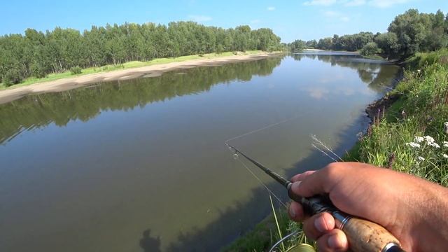 Вода в протоке закипела от стаи охотящихся окуней. Ловля в окунёвом котле. смотреть онлайн