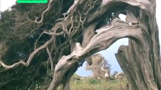 Интересно о Можжевельнике смотреть онлайн