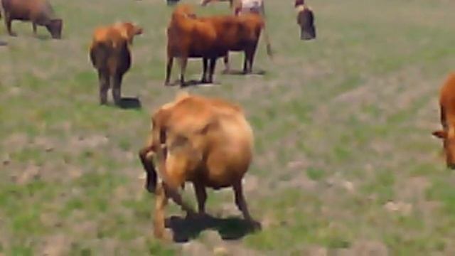 Корова сосёт сама у себя молоко смотреть онлайн