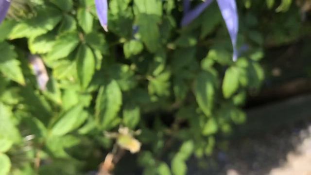 Traveller's Joy (Clematis vitalba) смотреть онлайн