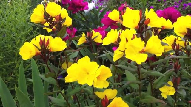 Gillenia trifoliata and Oenothera Summer Sun смотреть онлайн